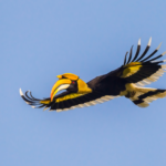 glaadblog org hornbill bird