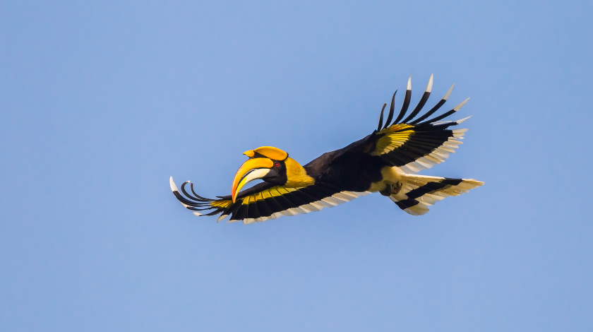 glaadblog org hornbill bird